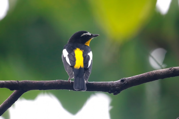 Foto papa-moscas amarelo-rumped ficedula zanthopygia belas aves masculinas da tailândia empoleirar-se na árvore