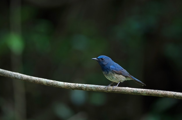 Papa-moscas azul de hainan (cyinis hainanus)