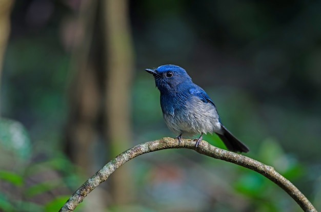 Papa-moscas azul de hainan (cyinis hainanus)