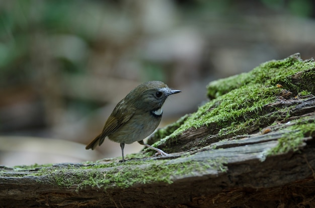 Papa-moscas branco-gorgeted (Ficedula monileger) pássaros na natureza Tailândia