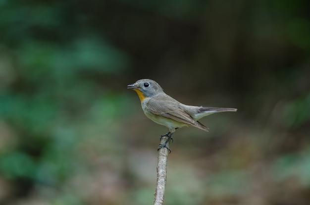 Papa-moscas-de-garganta-vermelha (ficedula albicilla)