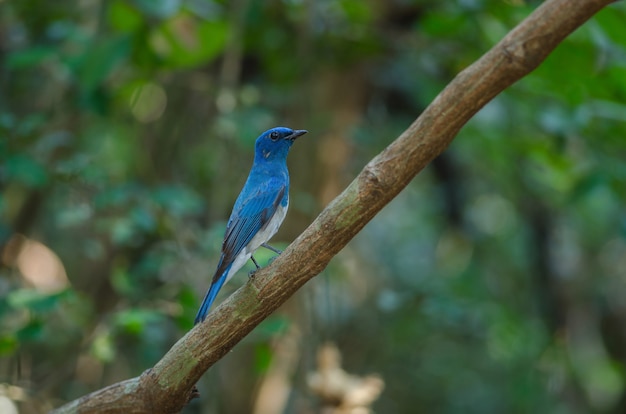 Papa-moscas de zappey (cyanoptila cumatilis) empoleira-se no ramo de madeira