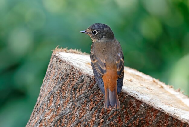 Papa-moscas ferruginosos Muscicapa da Tailândia