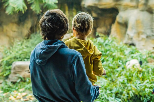 Papa und Sohn sehen im Zoo zu, wie Pandas Bambus fressen