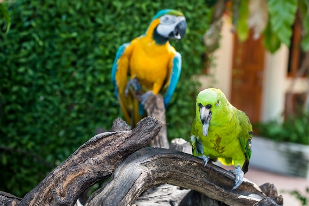 Papagaio, adorável pássaro, animal e animal de estimação no jardim