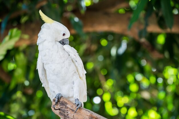 Papagaio, adorável pássaro, animal e animal de estimação no jardim