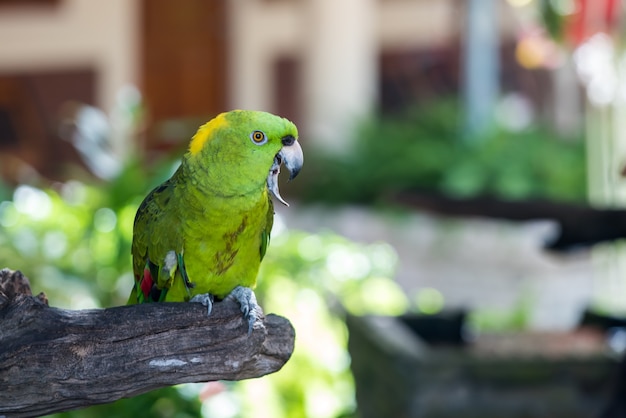 Papagaio, adorável pássaro, animal e animal de estimação no jardim