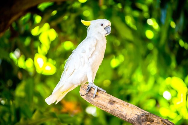 Papagaio, adorável pássaro, animal e animal de estimação