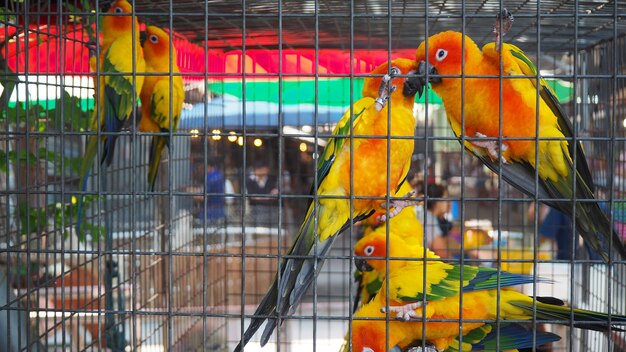 Foto papagaio amarelo e alaranjado em uma gaiola no parque público. periquito de jandaya.