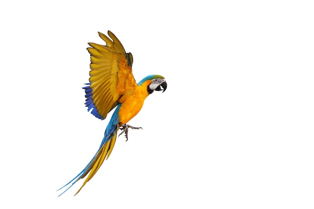 Papagaio-ara-azul-dourado voador colorido isolado em fundo branco