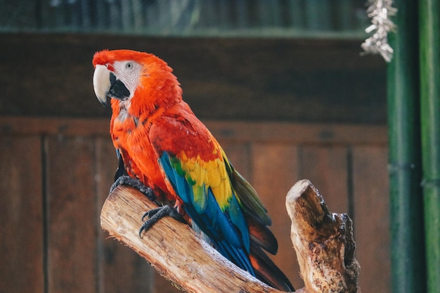Papagaio Ara macao toma banho com respingos de água