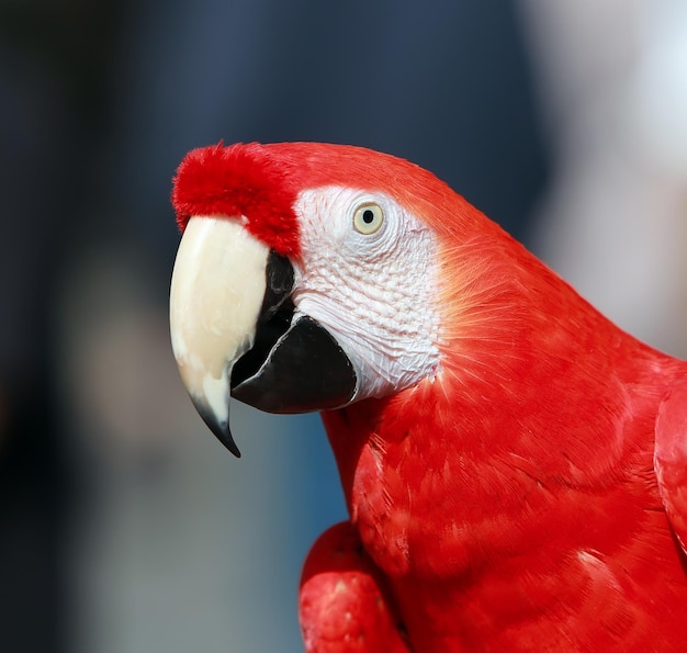 Papagaio - Arara Azul Vermelho