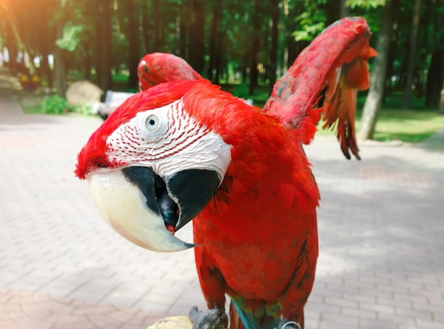 Papagaio arara engraçado no fundo do parque de verão