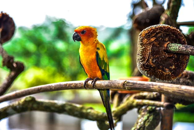 Foto papagaio bonito, conure de sun no ramo de árvore com fundo obscuro.