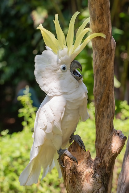 Papagaio branco em um galho de árvore