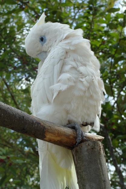 Foto papagaio branco no galho