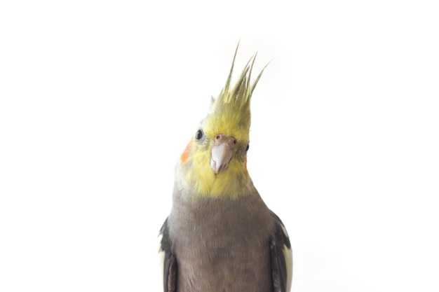 Papagaio calopsita em fundo branco isolado close-up