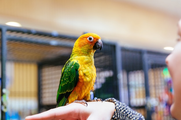 Papagaio coçando o bico com suas garras