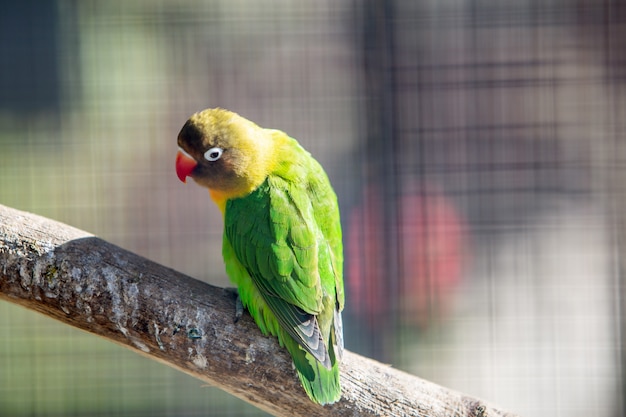 Papagaio colorido em uma gaiola em um zoológico.