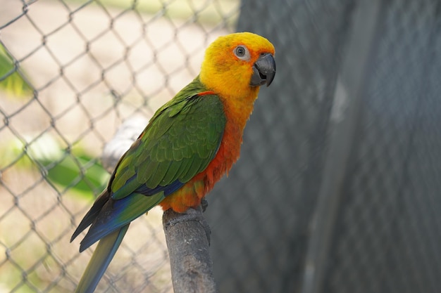 Papagaio colorido enjaulado em uma gaiola