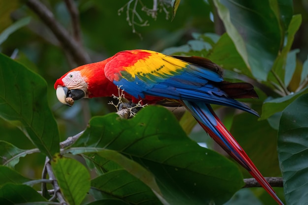 Papagaio colorido parado em um pequeno galho no Parque Nacional Manuel Antonio, Quepos, Costa Rica