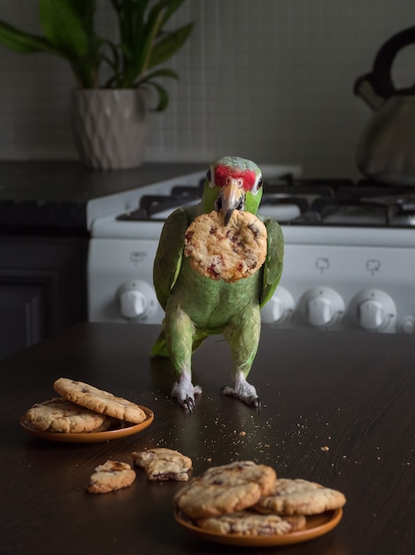 Papagaio com biscoitos. Um papagaio verde grande senta-se em uma mesa com biscoitos de Shortbread