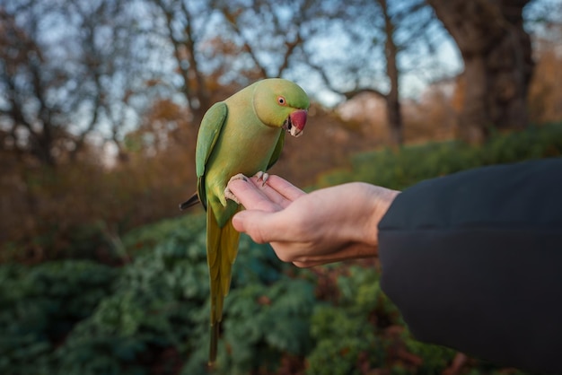 Papagaio com penas verdes empoleirado na cena do parque frio de Londres