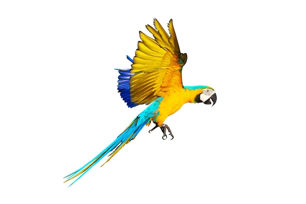 Papagaio de arara colorido voando isolado no branco.