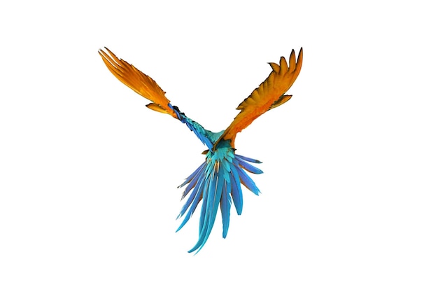 Foto papagaio de arara colorido voando isolado no branco.