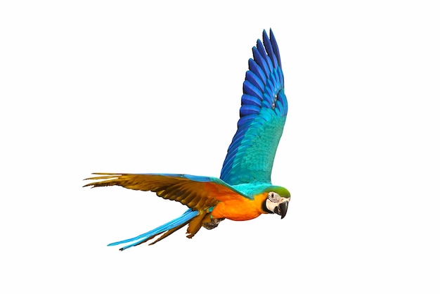 Papagaio de arara colorido voando isolado no fundo branco.