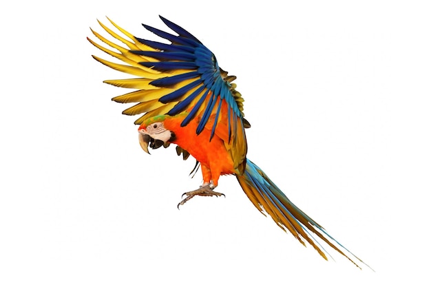 Papagaio de arara colorido voando isolado no fundo branco.