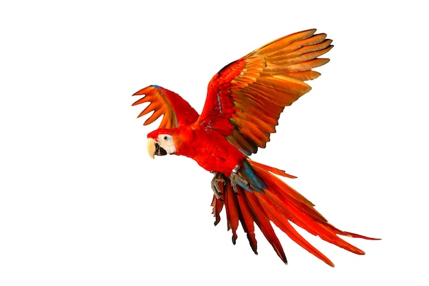 Foto papagaio de arara escarlate voando isolado no fundo branco.