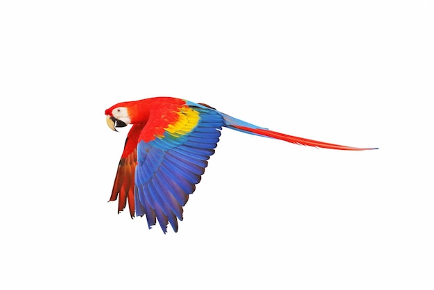 Papagaio de arara escarlate voando isolado no fundo branco.