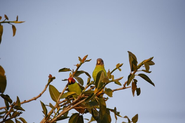 Papagaio de cabeça de ameixa no Parque Nacional de Ranthambore