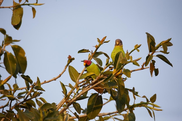 Papagaio de cabeça de ameixa no Parque Nacional de Ranthambore