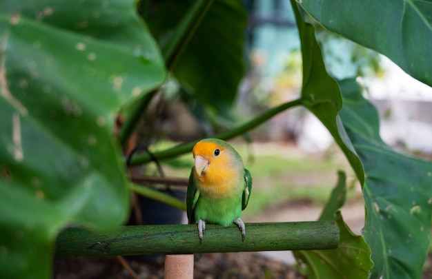 Papagaio de close-up Lovebird com fundo desfocado