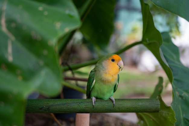 Papagaio de close-up lovebird com fundo desfocado