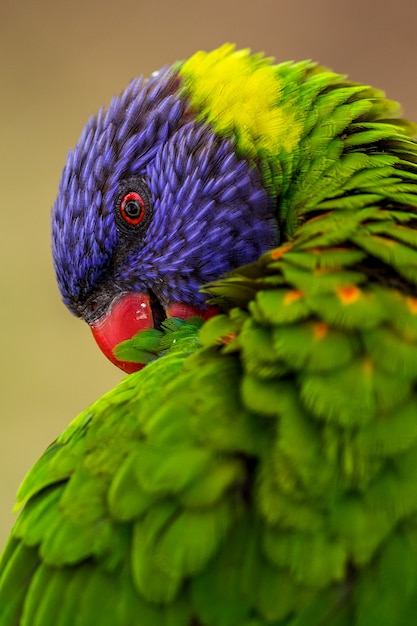 Foto papagaio de lorikeet do arco-íris