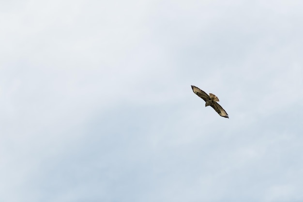 Papagaio de orelhas pretas para voar no céu