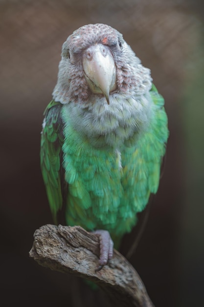 papagaio de pescoço castanho