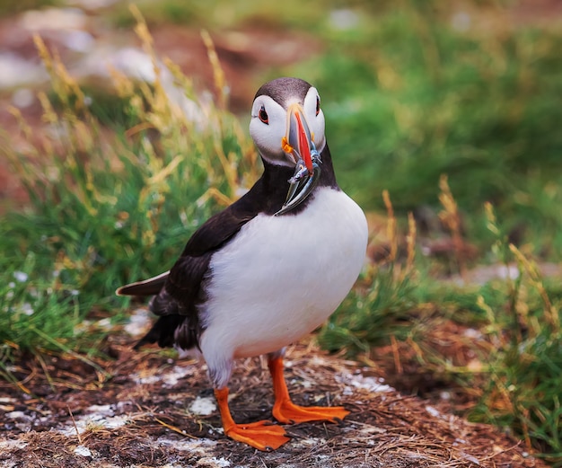 Papagaio-do-mar do atlântico com peixes durante a época de empanadas nas ilhas farne, na inglaterra, reino unido