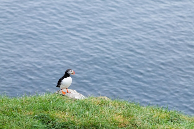 Papagaio-do-mar do Atlântico de Borgarfjordur fjord leste da Islândia