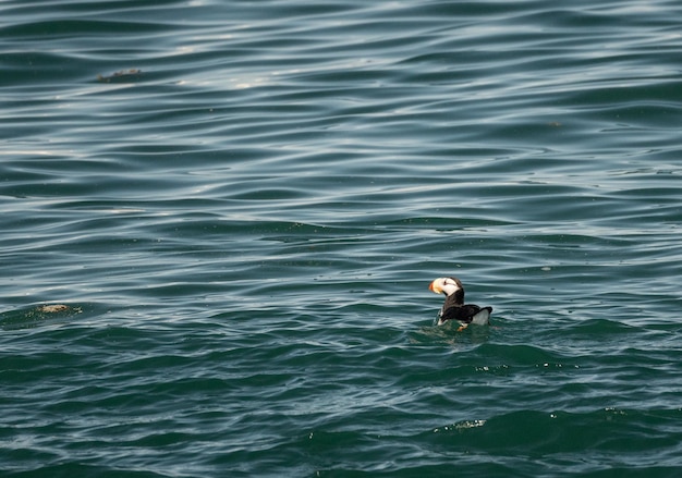 Papagaio-do-mar pequeno na Baía da Ressurreição perto de Seward Alaska