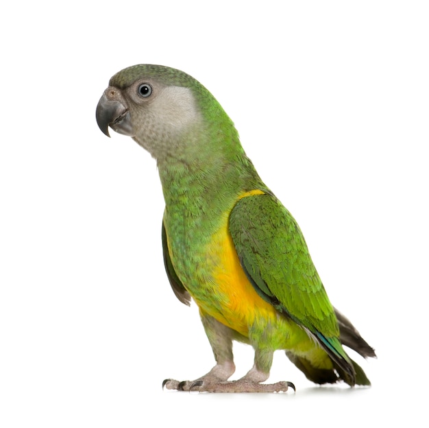 Papagaio do Senegal - Poicephalus senegalus isolado