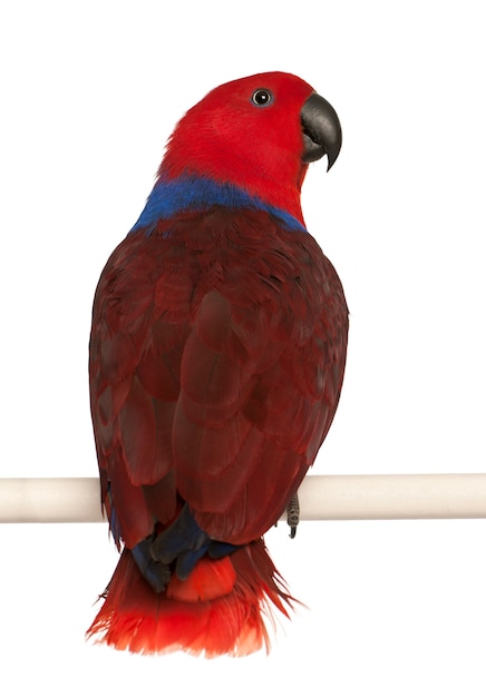 Papagaio eclectus fêmea eclectus roratus isolado