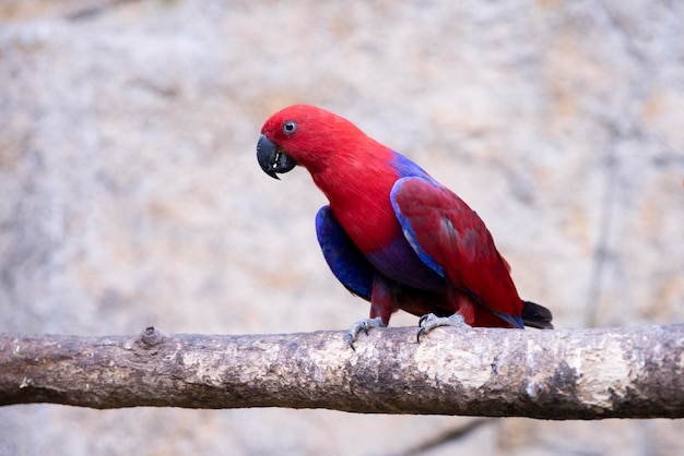 Papagaio Eclectus rotatus garota vermelha pássaros exóticos