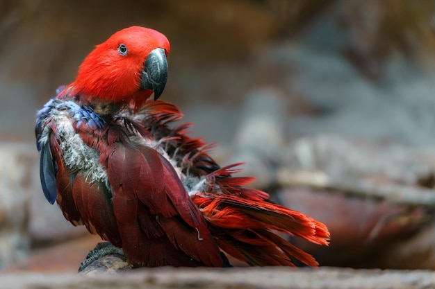 Papagaio Eclectus