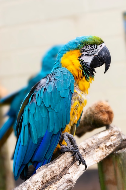 Papagaio em galhos, papagaios coloridos amarelos azuis no jardim zoológico.