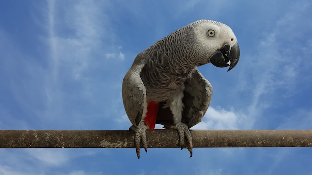 papagaio empoleirado na haste de aço no fundo do céu azul