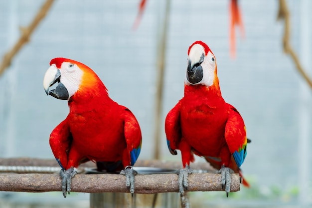 Papagaio fechado com fundo desfocado arara de pássaro natural